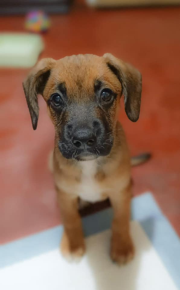 Mascota 2