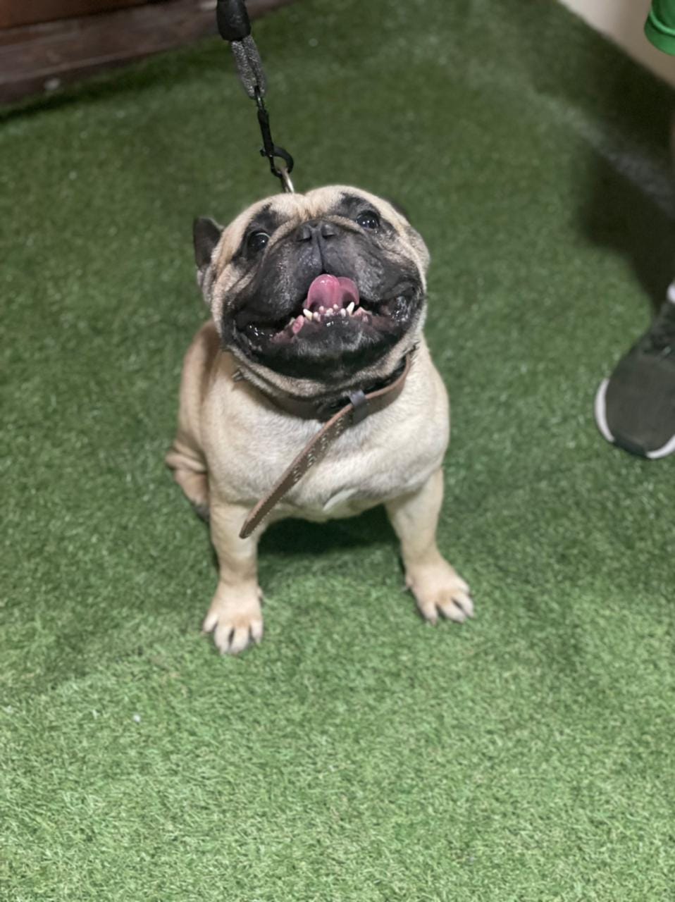 Mascota 3